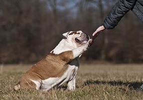 English_Bulldog_Practical_Commands_For_Family_Pets_Part_II